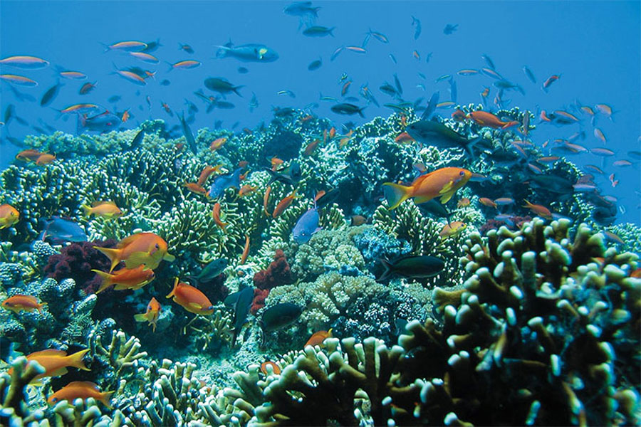 blue lagoon snorkeling